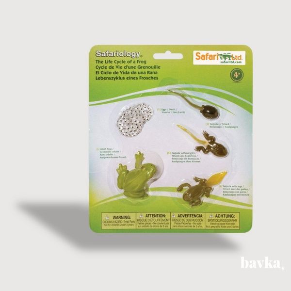 Life Cycle of a Frog