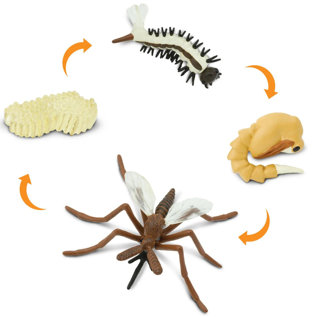Life Cycle of a Mosquito