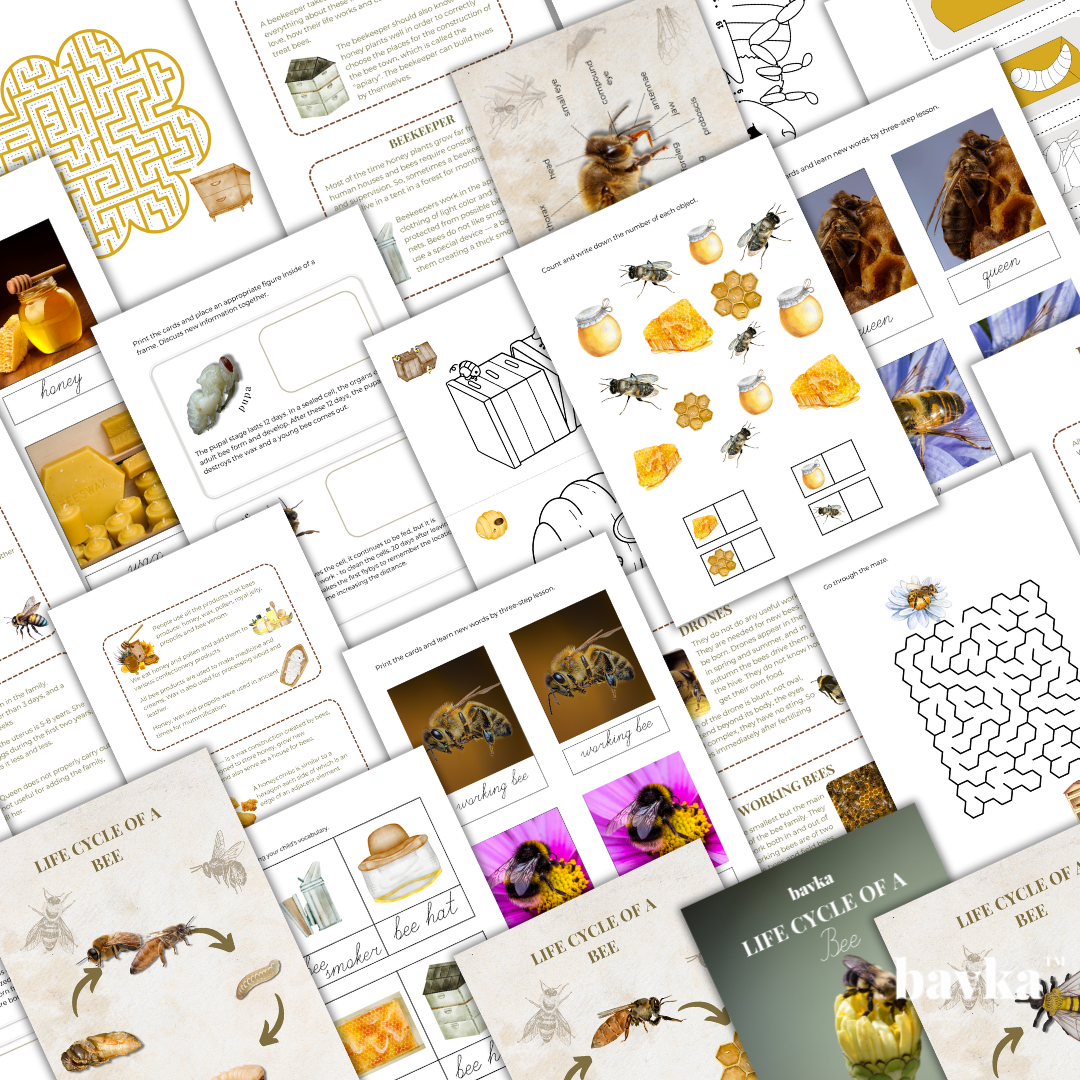 Bee Unit Study Printables Worksheets Life Cycle Pack