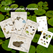 Frog Unit Study Printables Worksheets Life Cycle Pack