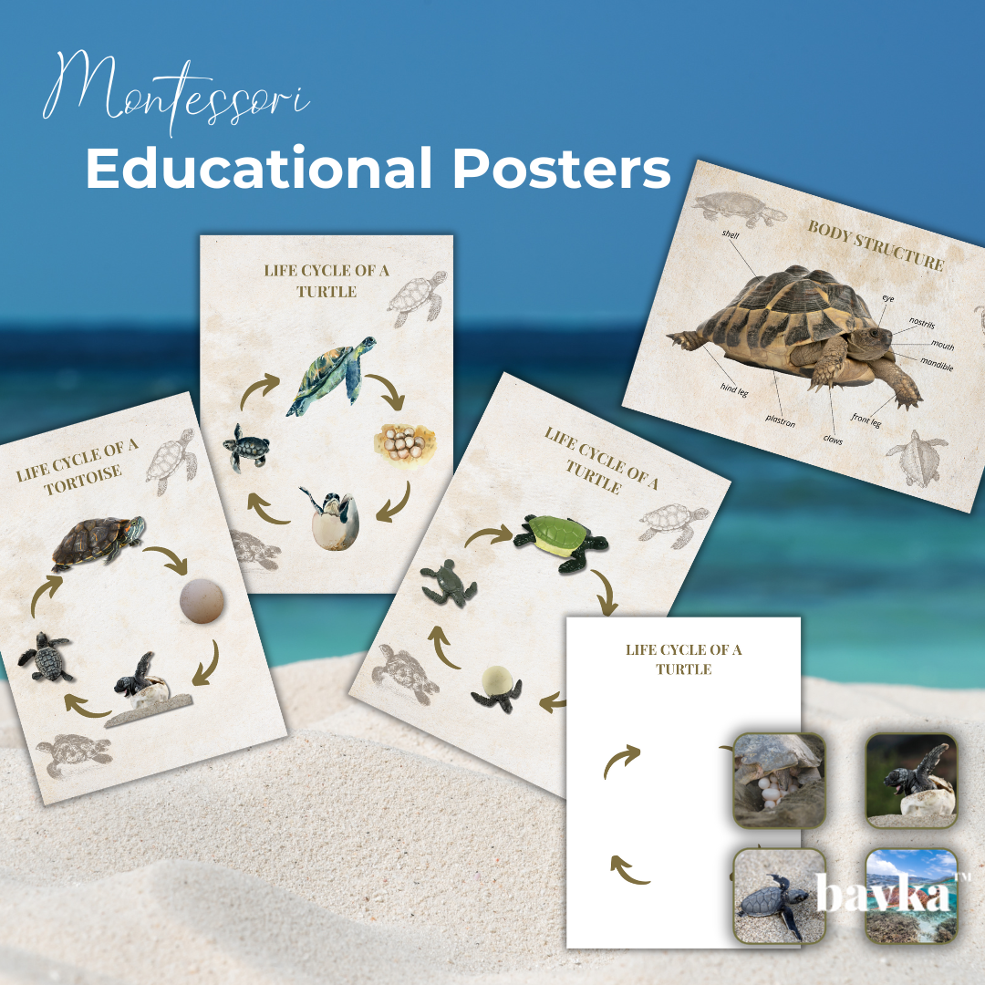 Turtle Unit Study Life Cycle Pack Montessori Homeschool Printable Worksheets