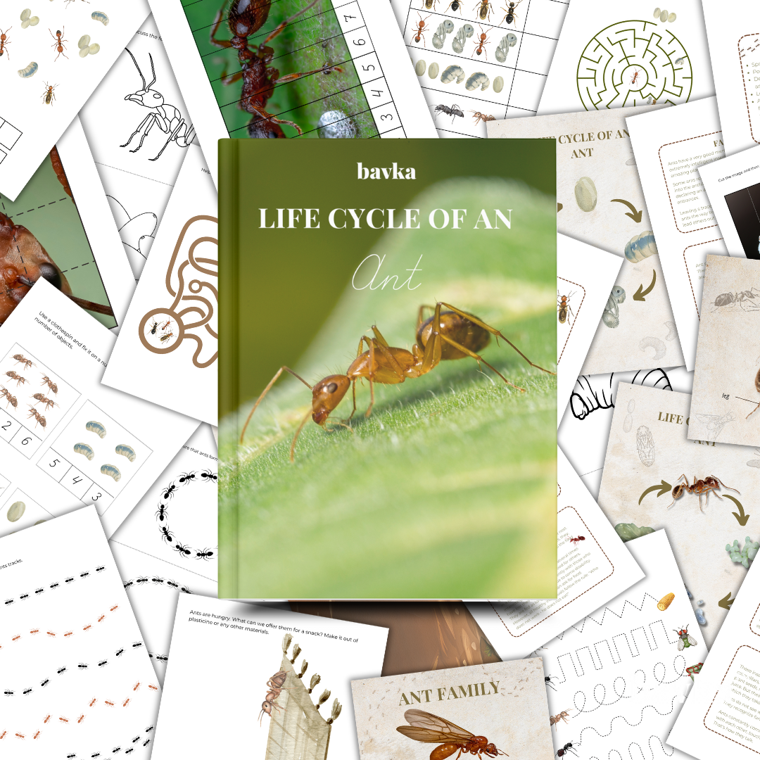 Ant Unit Study Life Cycle Pack Montessori Homeschool Printable Worksheets