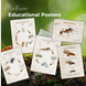 Ladybug Unit Study Life Cycle Pack Montessori Homeschool Printable Worksheets